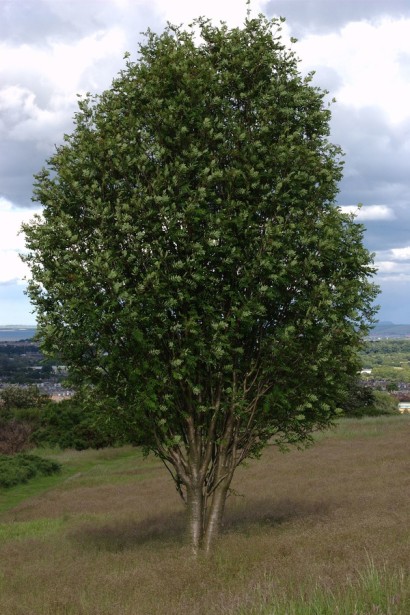 Горобина звичайна – універсальний вибір для саду